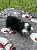 Male Mini Aussiedoodle Puppy ! 🩵 , a male Miniature Aussiedoodle for sale in Live Oak, FL – 2 of 7