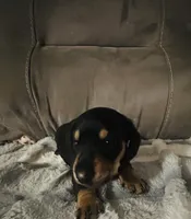 Ranger, a male Miniature Dachshund for sale in Live Oak, FL – 5 of 5