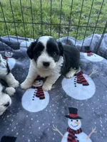 Toy/mini Aussiedoodle, a male Poodle - Toy  and Miniature Australian Shepherd for sale in Live Oak, FL – 1 of 6