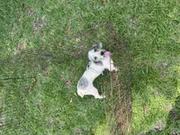 Gracie Toy/Mini, a female Poodle - Toy  and Poodle - Miniature  for sale in Live Oak, FL – 3 of 5