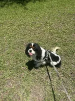 Handsome!, a male Cavalier King Charles Spaniel for sale in Lake City, FL – 7 of 8