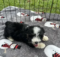 Male Mini Aussiedoodle Puppy !  🩵 , a male Poodle - Toy  and Miniature Australian Shepherd for sale in Live Oak, FL – 1 of 6