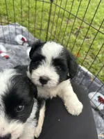 toy/mini aussiedoodle !, a female Poodle - Toy  and Miniature Australian Shepherd for sale in Live Oak, FL – 4 of 9