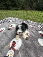 Male Mini Aussiedoodle Puppy !  🩵 , a male Poodle - Toy  and Miniature Australian Shepherd for sale in Live Oak, FL – 6 of 6