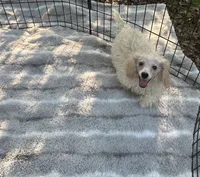REDUCED ! *Small* 4 pounds Toy puppy pictures make him look bigger , a male Maltipoo for sale in Live Oak, FL – 3 of 4