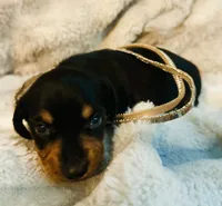 Ranger, a male Miniature Dachshund for sale in Live Oak, FL – 2 of 9