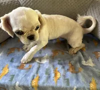 *SMALL* ln Person Female Puppy , a female Pekingese for sale in Live Oak, FL – 4 of 5