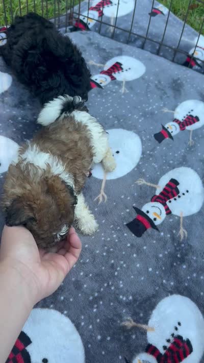 Adorable Small Girl ! 🩷 , a female Maltipoo for sale in Live Oak, FL – 8 of 8