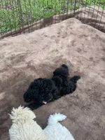 Jet Black Female Puppy *SMALL* REDUCED!, a female Maltipoo for sale in Orlando, FL – 8 of 8