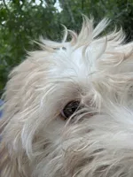 Green Eyes puppy (SMALL) ln person , a female Maltipoo for sale in Live Oak, FL – 4 of 4