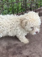 Adorable female REDUCED *SMALL*, a female Maltipoo for sale in Orlando, FL – 3 of 6