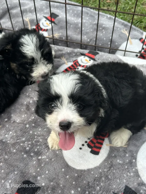Beautiful Girl ! 🩷  – Miniature Australian Shepherd puppy for sale in Live Oak, FL