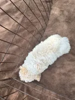 Tan and White Male Puppy *SMALL* REDUCED!, a male Maltipoo for sale in Orlando, FL – 10 of 10