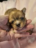 Merle, a female Chihuahua for sale in Ashtabula, OH – 6 of 8