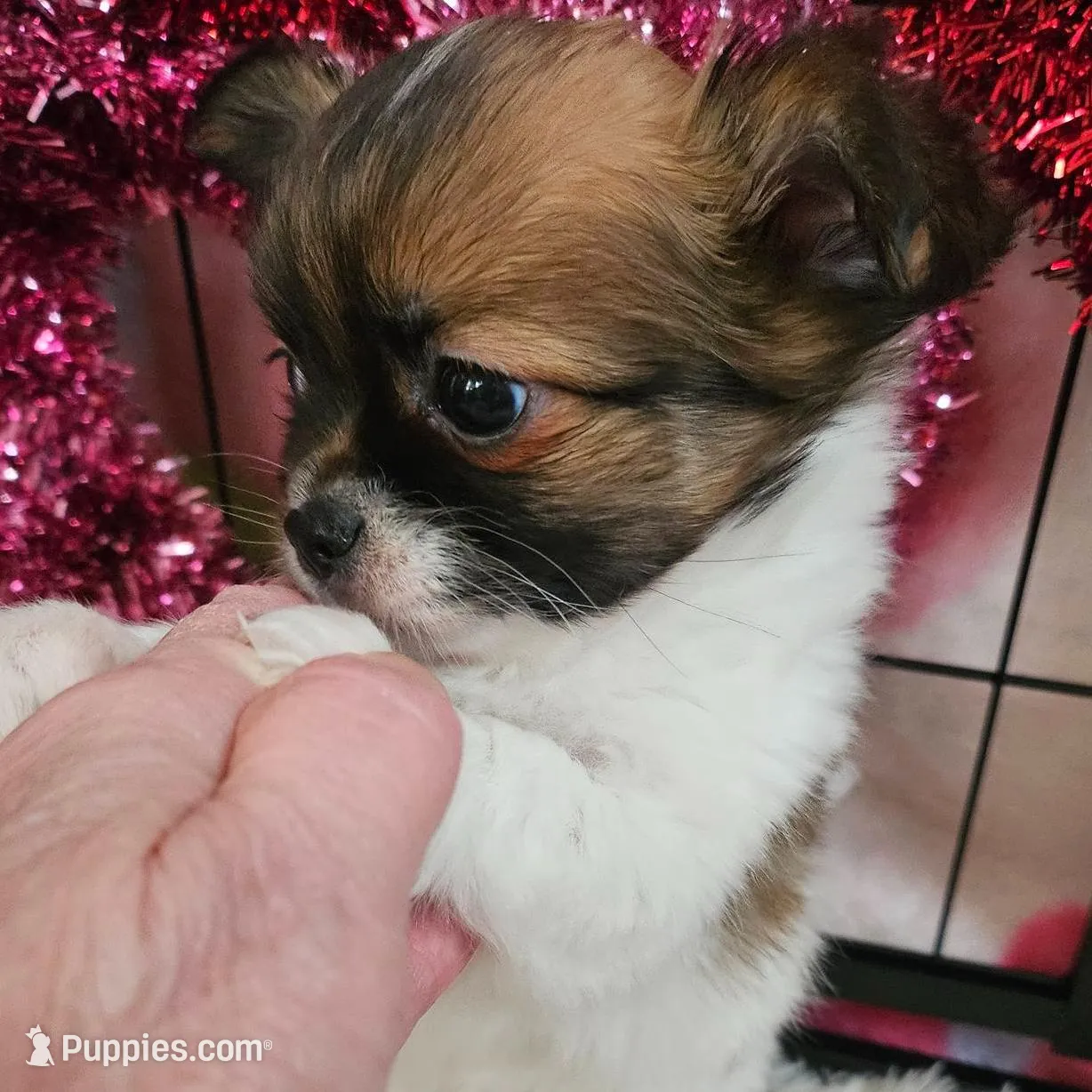 Carson-Brindle, a male Chihuahua for sale in Ashtabula, OH – Photo 2 of 7