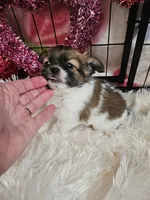 Carson-Brindle, a male Chihuahua for sale in Ashtabula, OH – Photo 6 of 7