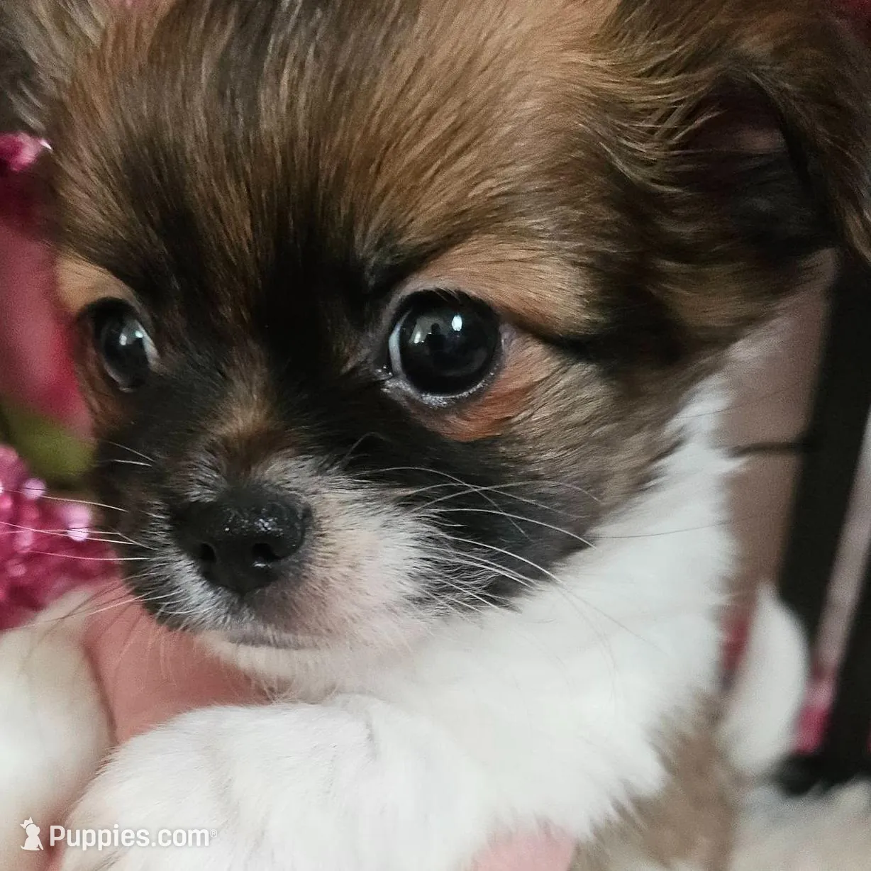 Carson-Brindle, a male Chihuahua for sale in Ashtabula, OH – Photo 5 of 7