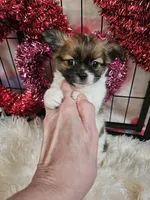 Carson-Brindle, a male Chihuahua for sale in Ashtabula, OH – Photo 7 of 7