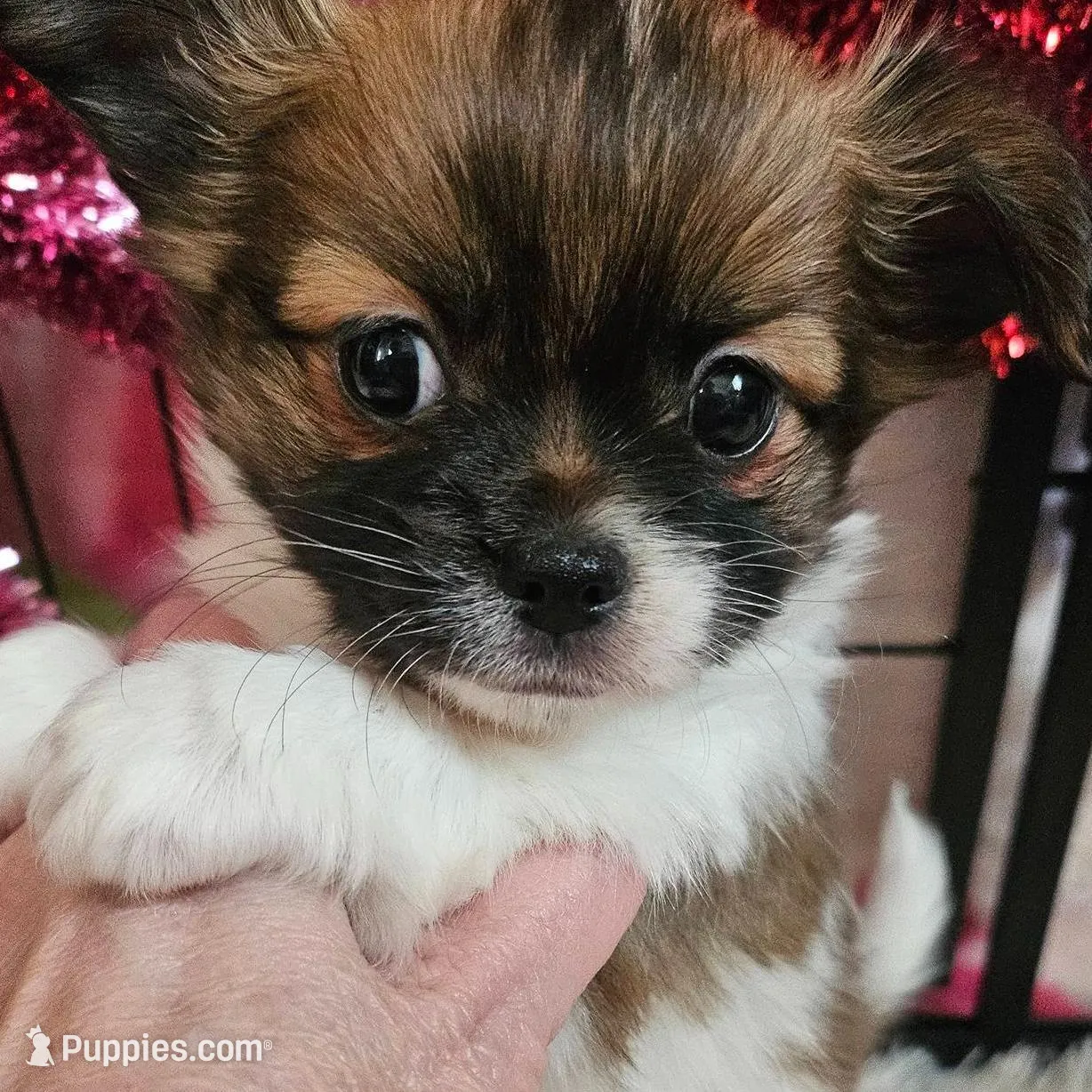 Carson-Brindle, a male Chihuahua for sale in Ashtabula, OH – Photo 4 of 7