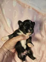 Black/White, a female Chihuahua for sale in Ashtabula, OH – 8 of 8