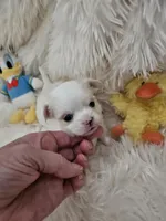 AKC Tommy, a male Chihuahua for sale in Ashtabula, OH – Photo 7 of 10