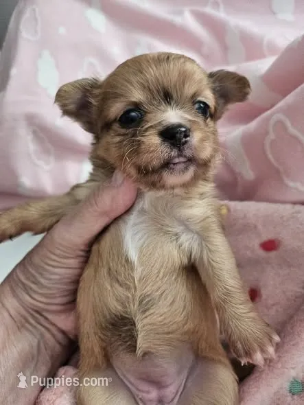 Merle AKC – Chihuahua puppy for sale in Ashtabula, OH