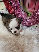 Crissy, a female Chihuahua for sale in Ashtabula, OH – Photo 3 of 6