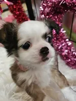 Crissy, a female Chihuahua for sale in Ashtabula, OH – Photo 2 of 6