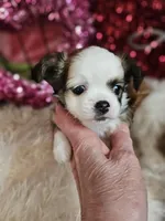 Crissy, a female Chihuahua for sale in Ashtabula, OH – Photo 5 of 6