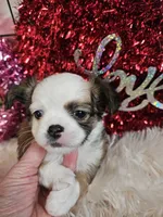 Crissy, a female Chihuahua for sale in Ashtabula, OH – Photo 1 of 6