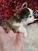 Crissy, a female Chihuahua for sale in Ashtabula, OH – Photo 4 of 6