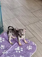 Nora-CKC, a female Chihuahua for sale in Ashtabula, OH – 5 of 6