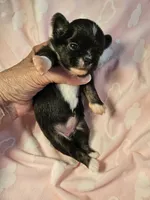 Black/White, a female Chihuahua for sale in Ashtabula, OH – 4 of 8