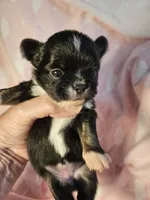 Black/White, a female Chihuahua for sale in Ashtabula, OH – 2 of 8