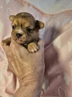 Merle, a female Chihuahua for sale in Ashtabula, OH – 7 of 8