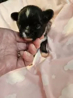 Black/White, a female Chihuahua for sale in Ashtabula, OH – 6 of 8