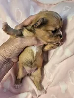 Merle, a female Chihuahua for sale in Ashtabula, OH – 4 of 8