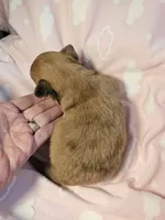 Merle, a female Chihuahua for sale in Ashtabula, OH – 5 of 8