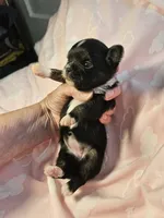 Black/White, a female Chihuahua for sale in Ashtabula, OH – 5 of 8