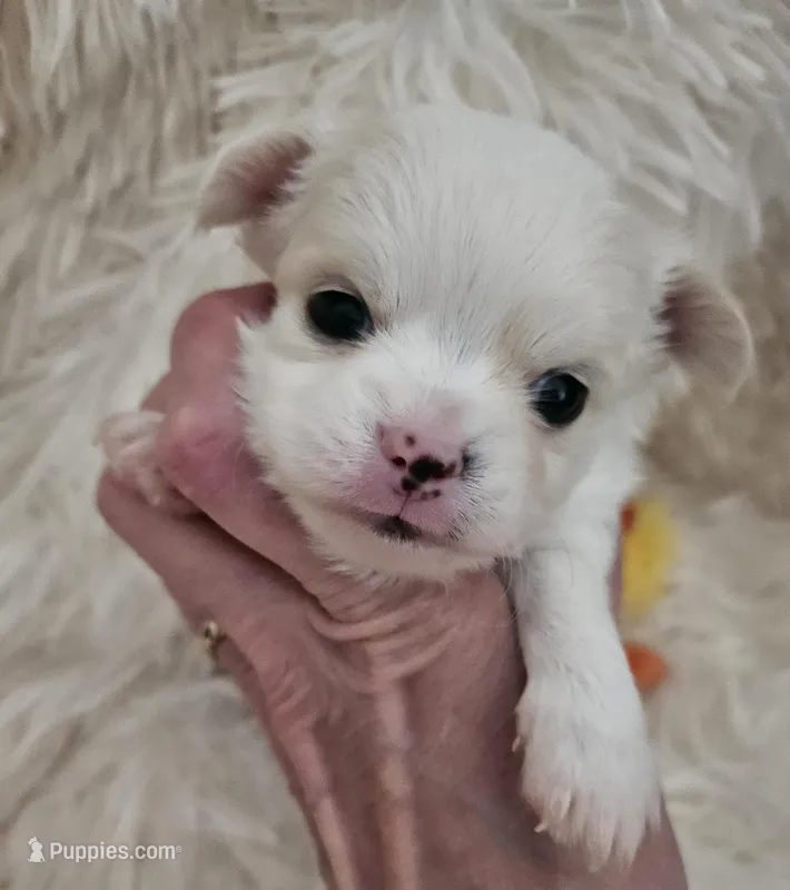 AKC Tommy – Chihuahua puppy for sale in Ashtabula, OH