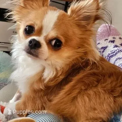 AKC Tommy, a male Chihuahua for sale in Ashtabula, OH – Photo 10 of 10