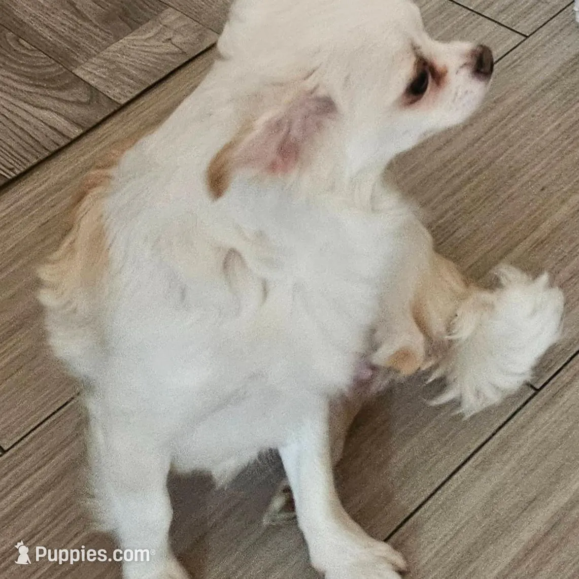 AKC Tommy, a male Chihuahua for sale in Ashtabula, OH – Photo 9 of 10