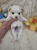 AKC Tommy, a male Chihuahua for sale in Ashtabula, OH – Photo 8 of 10