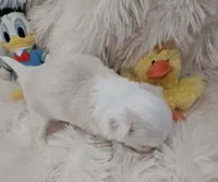 AKC Tommy, a male Chihuahua for sale in Ashtabula, OH – Photo 4 of 10