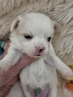 AKC Tommy, a male Chihuahua for sale in Ashtabula, OH – Photo 6 of 10