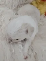 AKC Tommy, a male Chihuahua for sale in Ashtabula, OH – Photo 3 of 10