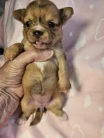 Merle, a female Chihuahua for sale in Ashtabula, OH – 8 of 8