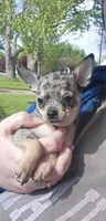 Nora-CKC, a female Chihuahua for sale in Ashtabula, OH – 6 of 6