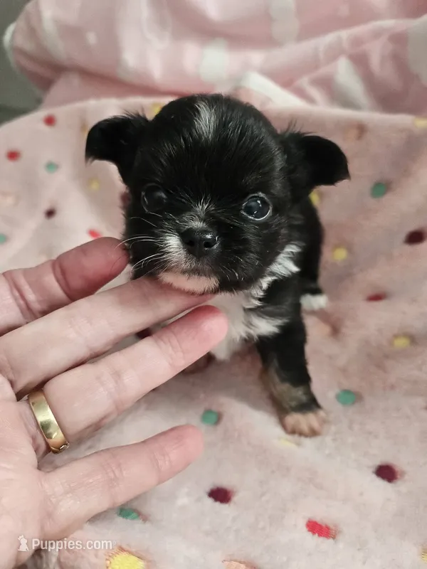 Black/White AKC – Chihuahua puppy for sale in Ashtabula, OH
