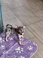 Nora-CKC, a female Chihuahua for sale in Ashtabula, OH – 3 of 6